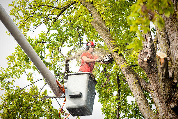 How Our Tree Care Process Works  in  Buena Vista, MI